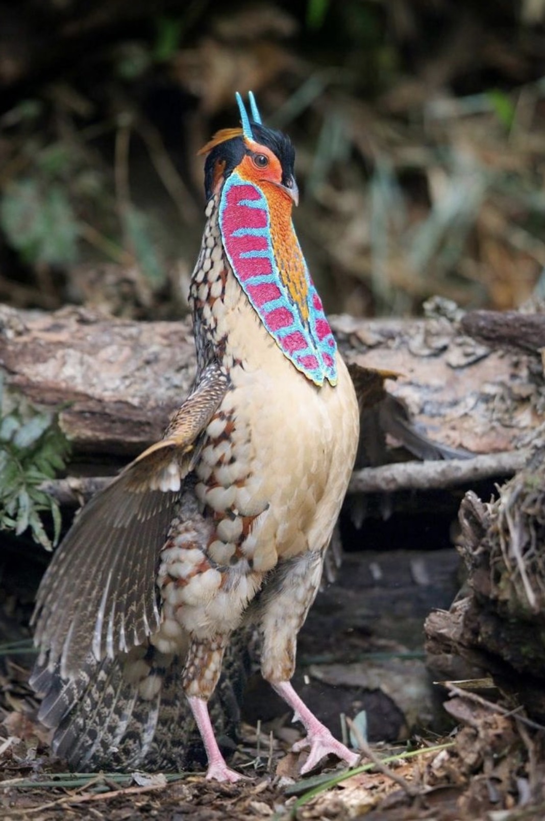 pheasant